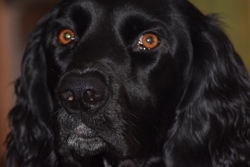 Musterlander Puppy with Brown Eyes
