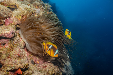 Clownfish in the Red Sea Colorful and beautiful, Eilat Israel
