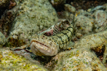 Snake Eel in the Red Sea Colorful and beautiful, Eilat Israel