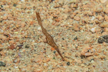 Fish swim in the Red Sea, colorful fish, Eilat Israel