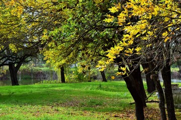 Bosque otoñal