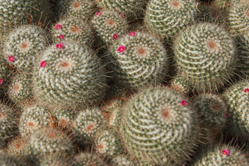 cactus in garden