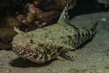 Fish swim in the Red Sea, colorful fish, Eilat Israel