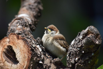 子雀～Sparrow baby.