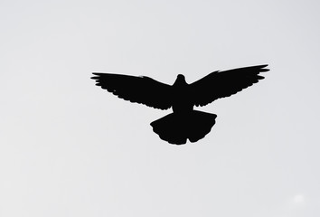 Silhouette of bird isolated on white background
