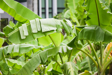 Green banana leaves in garden