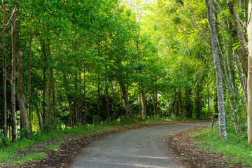 Obraz premium walkway and nature