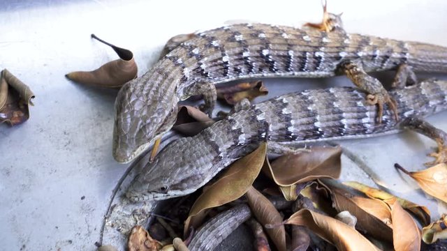 4K Two Alligator Lizards Running Together