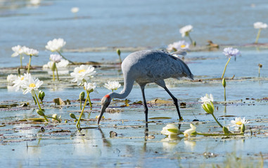  brolga and water lillies in a  near Normanton, Queensland, Australia.