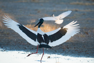 Jabiru stork on a lagoon in the far north of Queensland, Australia.