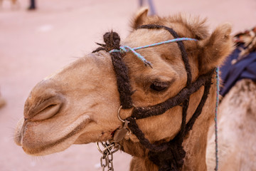 Camel Face Close-up in Three Quarter Profile Ready For Riding.