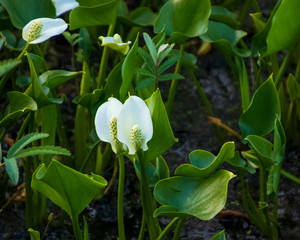 Peace lilies growing in a marsh in the wilderness of the Northwoods of Hayward, WI during spring.