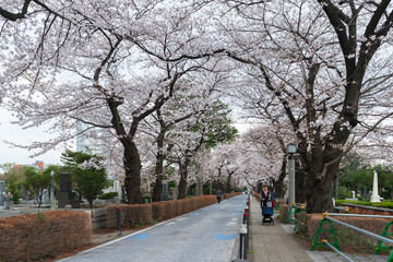Cherry blossom festival at Aoyama Cemetery. Aoyama Cemetery is a popular spot during spring season