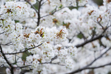Sakura, Cherry Blossom flower in spring season