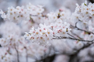 Sakura, Cherry Blossom flower in spring season