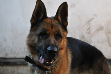 german shepherd dog