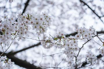 Sakura, Cherry Blossom flower in spring season