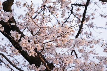 Sakura, Cherry Blossom flower in spring season