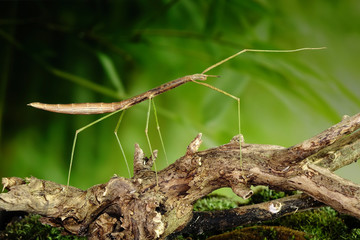 Stick insect or Phasmids (Phasmatodea or Phasmatoptera) also known as walking stick insects, stick-bugs, bug sticks or ghost insect. Stick insect camouflaged on tree. Selective focus, copy space