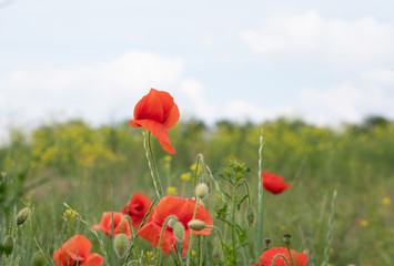 field of poppies