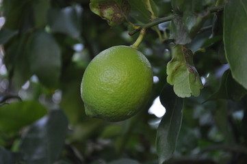 lemons on tree