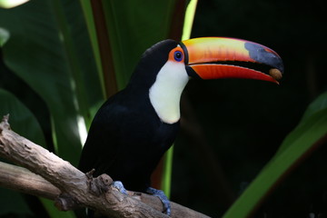 Tucán colorido  