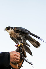 man holding a falcon before using it to hunt birds in a forest