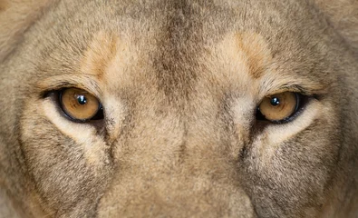 Raamstickers vrouwelijke leeuwenogen close-up © anankkml