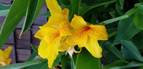 flowers in the garden
