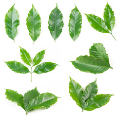 coffee leaves isolated on white background