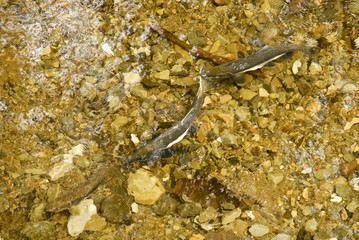 Fish in a river salmon alaska