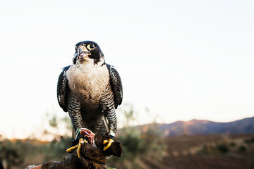 man holding a falcon before using it to hunt birds in a forest