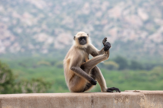 Monkey or Langoor