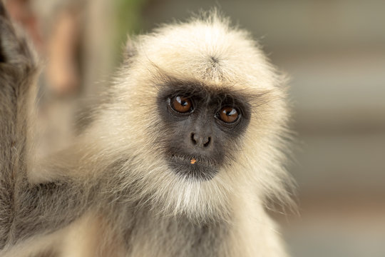 รูปภาพLangoor – เลือกดูภาพถ่ายสต็อก เวกเตอร์ และวิดีโอ266 | Adobe Stock