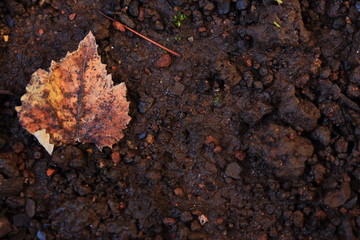 Dried leaves on the ground. Useful background. Autumn season around the corner. Surface of brown leaves material 