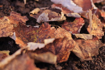 Dried leaves on the ground. Useful background. Autumn season around the corner. Surface of brown leaves material 