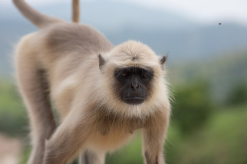 Monkey