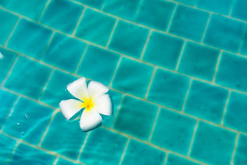 Plumeria frangipani flower in swimming pool. Travel holiday tropical concept background