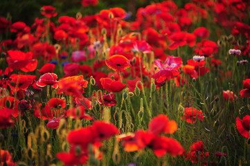 Obraz premium ポピー ポピー畑