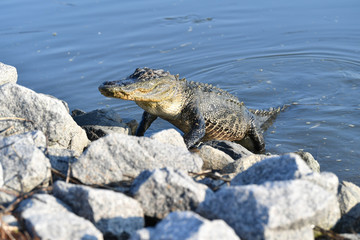 Alligator on rocks