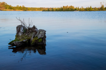 Fototapeta na wymiar Tree stump in the Chippewa Flowage near where a loon has disappeared and top of its head is showing
