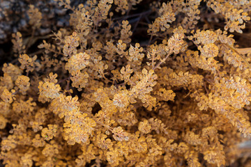 Golden Leaves 