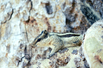 squirrel Indian Animal