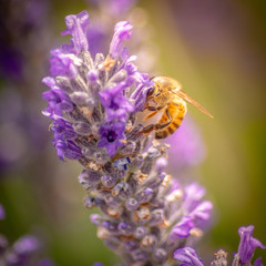 bee pollinating in a lavender field with a multicolor flower blooming bokeh background