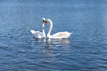 Two white swans floating on the lake in Hyde Park, London. They are looking at their front in same direction. Beautiful moment when they put their head next to each others look like heart shape.
