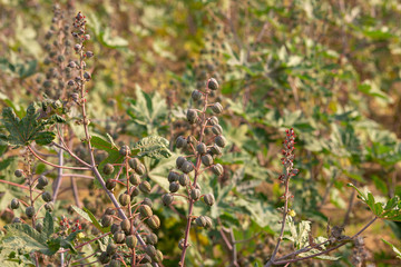 Castor Plant