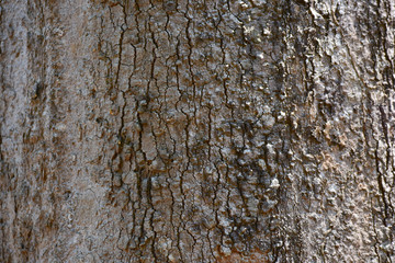 Tree bark background.