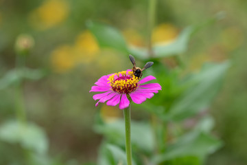 Pink Flower