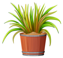 plant in wooden pot