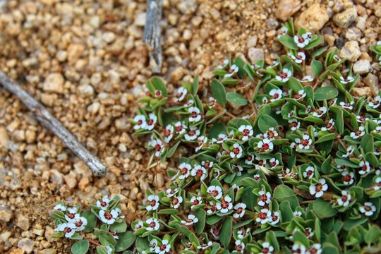 CHAMAESYCE ALBOMARGINATA, Commonly Known As Rattlesnake Weed, Southern Mojave Desert Native, Witness Here In Joshua Tree National Park, We Must Increase Conservation Or Face Ecological Collapse